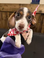 MooMoo, a male Miniature Dachshund for sale in Cleveland, TX – Photo 1 of 6