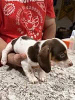 MooMoo, a male Miniature Dachshund for sale in Cleveland, TX – Photo 4 of 6