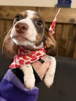 MooMoo, a male Miniature Dachshund for sale in Cleveland, TX – Photo 2 of 6