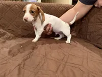 Kiff , a male Miniature Dachshund for sale in Cleveland, TX – 3 of 4