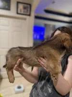 Chester, a male Miniature Dachshund and Pomsky for sale in Cleveland, TX – 2 of 2
