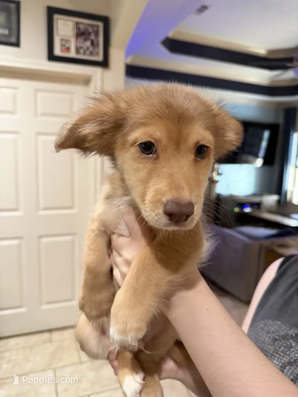 Charlie – Miniature Dachshund, Pomsky puppy for sale in Cleveland, TX