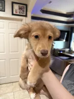 Charlie, a male Miniature Dachshund and Pomsky for sale in Cleveland, TX – 1 of 2