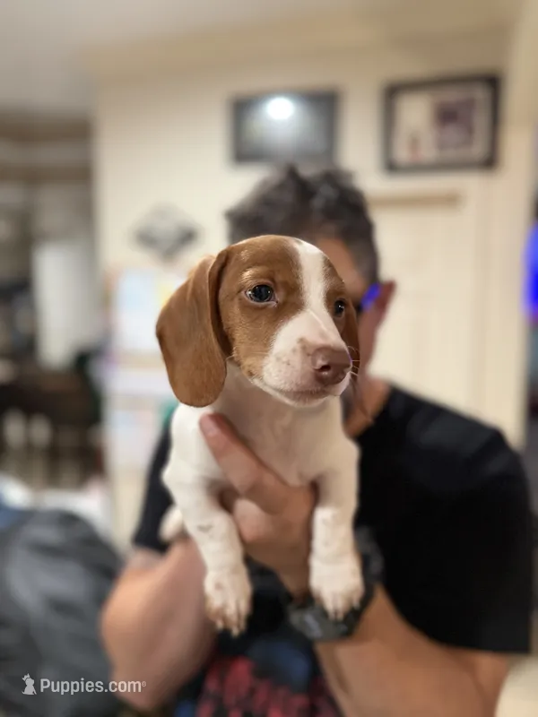 Kiff  – Miniature Dachshund puppy for sale in Cleveland, TX