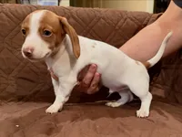 Kiff , a male Miniature Dachshund for sale in Cleveland, TX – 2 of 4
