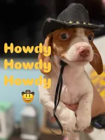 Kiff , a male Miniature Dachshund for sale in Cleveland, TX – 1 of 4