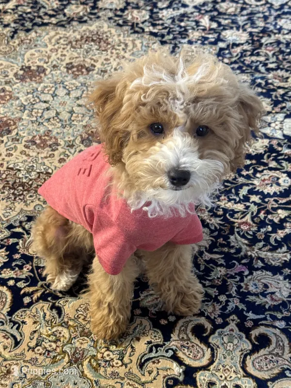 Ace – Poodle - Toy  puppy for sale in Sacramento, CA
