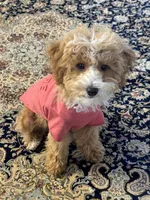 Ace, a male Poodle - Toy  for sale in Sacramento, CA – 1 of 1
