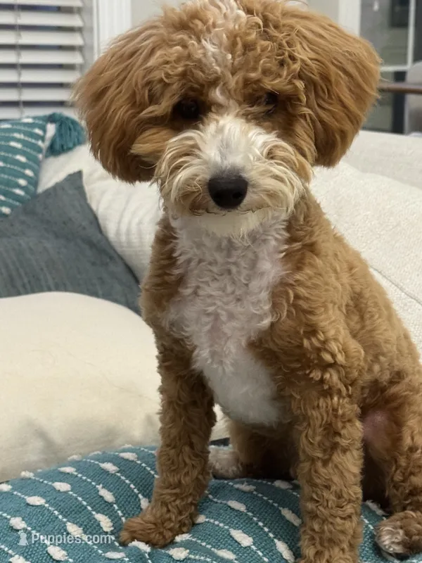 Ace – Poodle - Toy  puppy for sale in Sacramento, CA