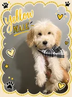 Yellow male , a male English Cream Golden Retriever for sale in Hulbert, OK – 1 of 1