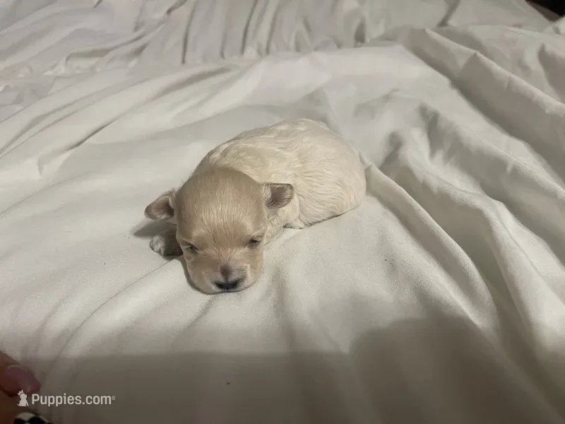 Dolly – Maltipoo puppy for sale in Hulbert, OK