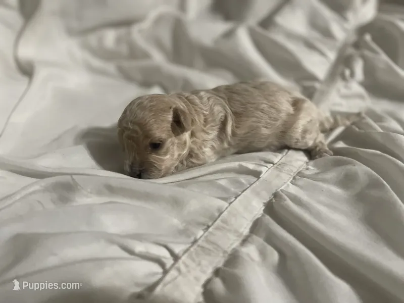 Teddy – Maltipoo puppy for sale in Hulbert, OK