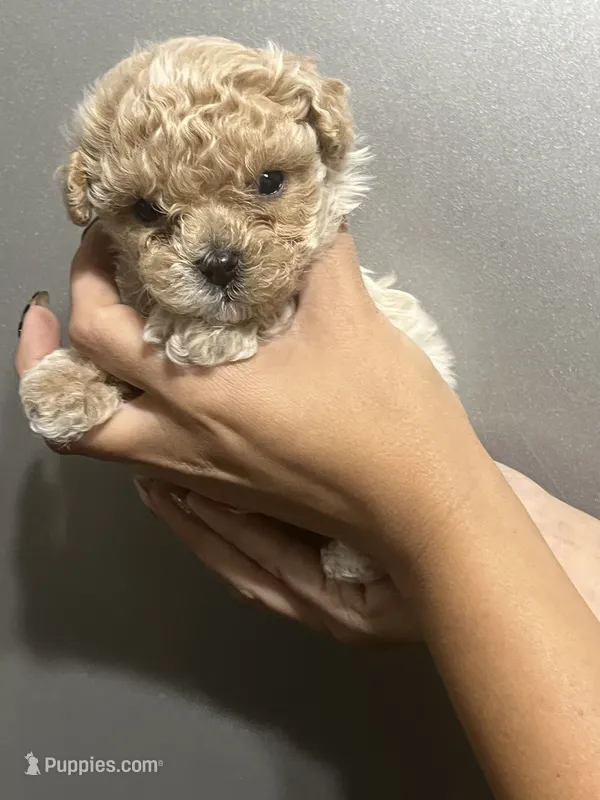 Teddy – Maltipoo puppy for sale in Hulbert, OK