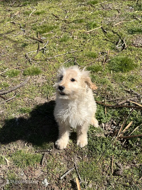 White , a female Goldendoodle for sale in Hulbert, OK – Photo 1 of 1