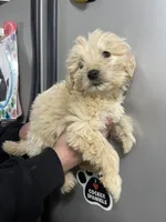 Tan female, a female Goldendoodle for sale in Hulbert, OK – Photo 2 of 2