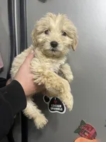 Tan female, a female Goldendoodle for sale in Hulbert, OK – Photo 1 of 2