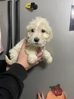 Blue female, a female Goldendoodle for sale in Hulbert, OK – Photo 4 of 5