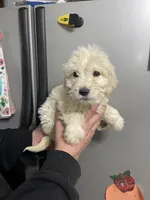 Blue female, a female Goldendoodle for sale in Hulbert, OK – Photo 5 of 5