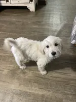 Blue female, a female Goldendoodle for sale in Hulbert, OK – Photo 1 of 5