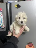 Blue female, a female Goldendoodle for sale in Hulbert, OK – Photo 3 of 5