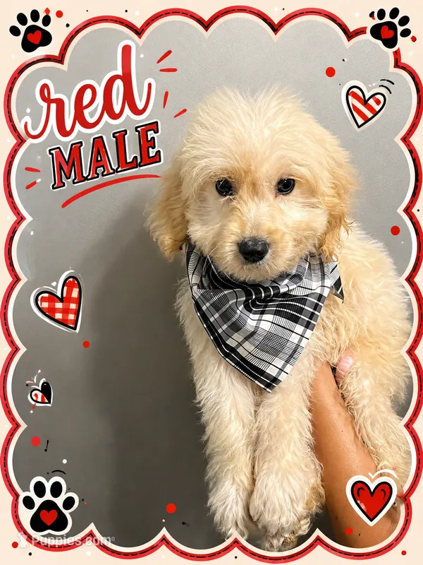 Red male  – English Cream Golden Retriever puppy for sale in Hulbert, OK