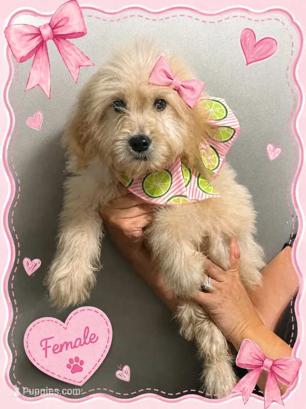 Pink female  – English Cream Golden Retriever puppy for sale in Hulbert, OK