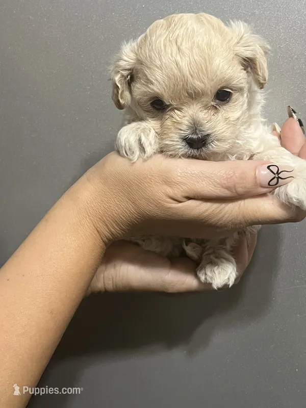 Dolly – Maltipoo puppy for sale in Hulbert, OK