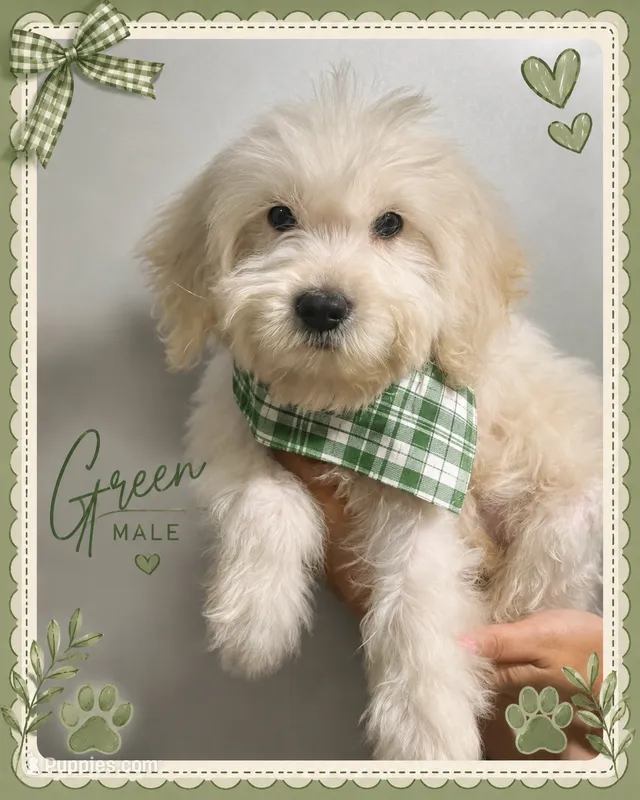 Green Male  – English Goldendoodle puppy for sale in Hulbert, OK