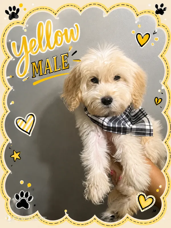 Yellow male  – Goldendoodle puppy for sale in Hulbert, OK