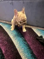 Ivy, a female French Bulldog for sale in Indianapolis, IN – Photo 7 of 8