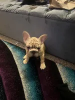 Ivy, a female French Bulldog for sale in Indianapolis, IN – Photo 5 of 8
