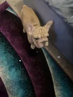 Ivy, a female French Bulldog for sale in Indianapolis, IN – Photo 3 of 8