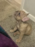 Ivy, a female French Bulldog for sale in Indianapolis, IN – Photo 2 of 8