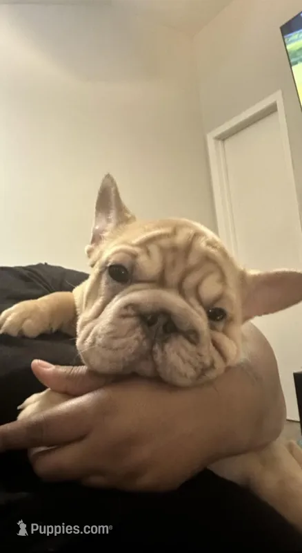 Ivy – French Bulldog puppy for sale in Indianapolis, IN