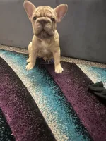 Ivy, a female French Bulldog for sale in Indianapolis, IN – Photo 8 of 8