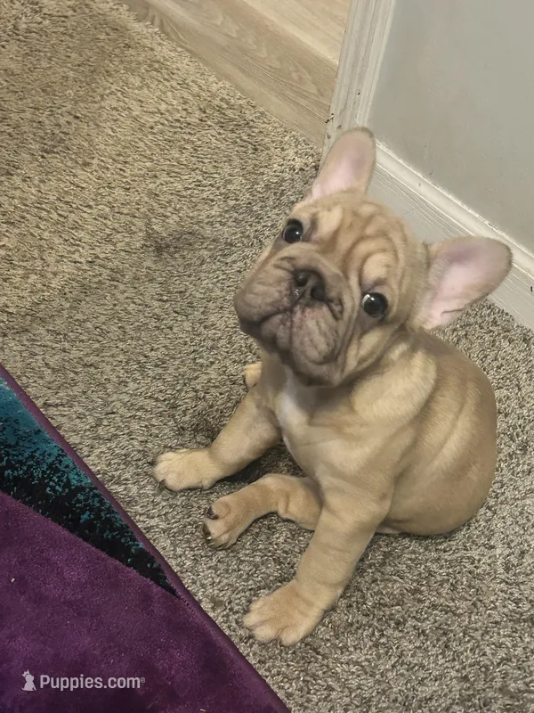 Ivy – French Bulldog puppy for sale in Indianapolis, IN