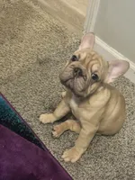 Ivy, a female French Bulldog for sale in Indianapolis, IN – Photo 6 of 8