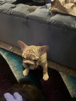 Ivy, a female French Bulldog for sale in Indianapolis, IN – Photo 4 of 8