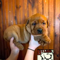 Lila, a female Labrador Retriever for sale in Tyrone, PA – Photo 3 of 4