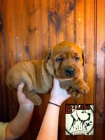 Lila, a female Labrador Retriever for sale in Tyrone, PA – Photo 2 of 3
