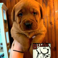 Lila, a female Labrador Retriever for sale in Tyrone, PA – Photo 2 of 4