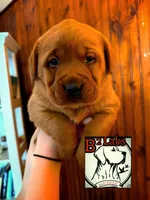 Lila, a female Labrador Retriever for sale in Tyrone, PA – Photo 1 of 3