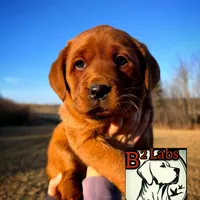 Lila, a female Labrador Retriever for sale in Tyrone, PA – Photo 1 of 4