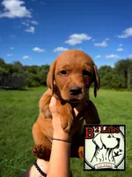 Charlie, a female Labrador Retriever for sale in Tyrone, PA – 1 of 3