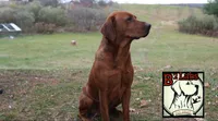 Diesel, a male Labrador Retriever for sale in Tyrone, PA – 3 of 4