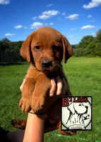 Sadie , a female Labrador Retriever for sale in Tyrone, PA – 1 of 3