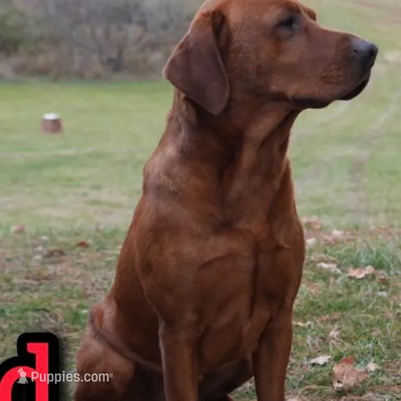Diesel, a male Labrador Retriever for sale in Tyrone, PA – Photo 3 of 3