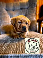 Diesel, a male Labrador Retriever for sale in Tyrone, PA – Photo 1 of 3