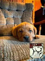 Diesel, a male Labrador Retriever for sale in Tyrone, PA – Photo 2 of 3