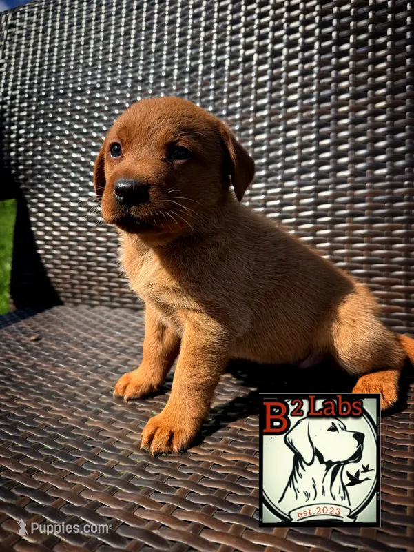 Sadie  – Labrador Retriever puppy for sale in Tyrone, PA